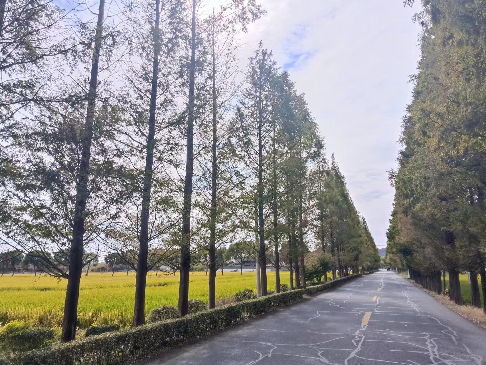 🏕️ 海宁盐官观潮